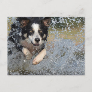 border collie running in water postcard