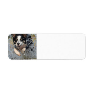 border collie running in water return address label