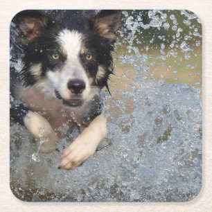 border collie running in water square paper coaster