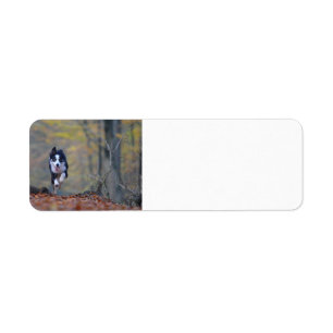 border collie running in woods return address label