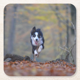 border collie running in woods square paper coaster
