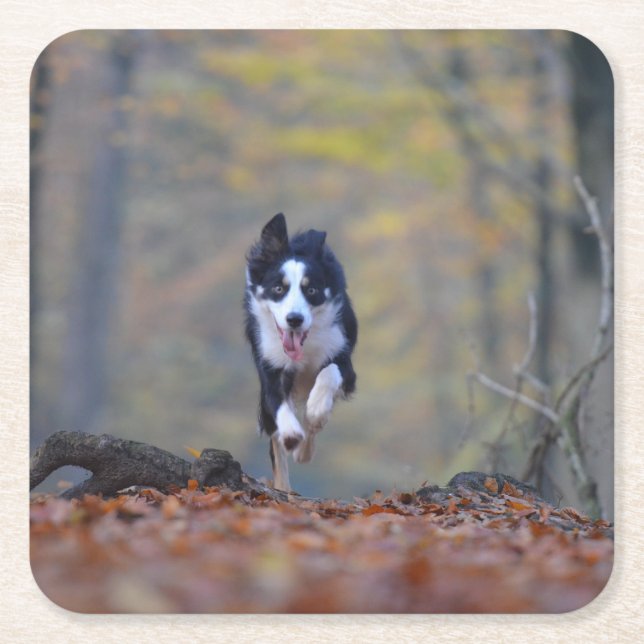 border collie running in woods square paper coaster (Front)