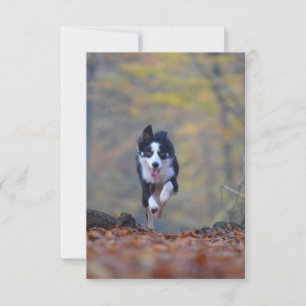 border collie running in woods thank you card