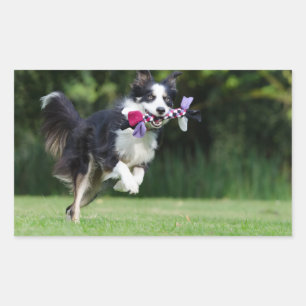 border collie running with toy rectangular sticker
