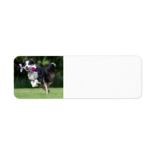 border collie running with toy return address label