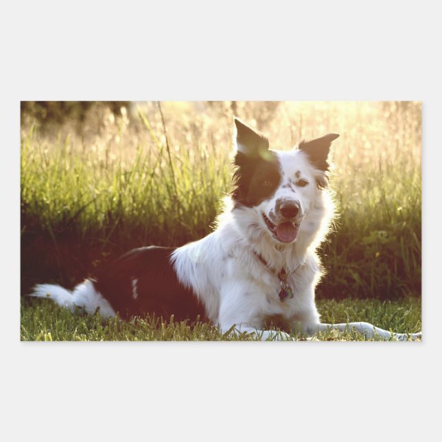 border collie setting sun rectangular sticker (Front)