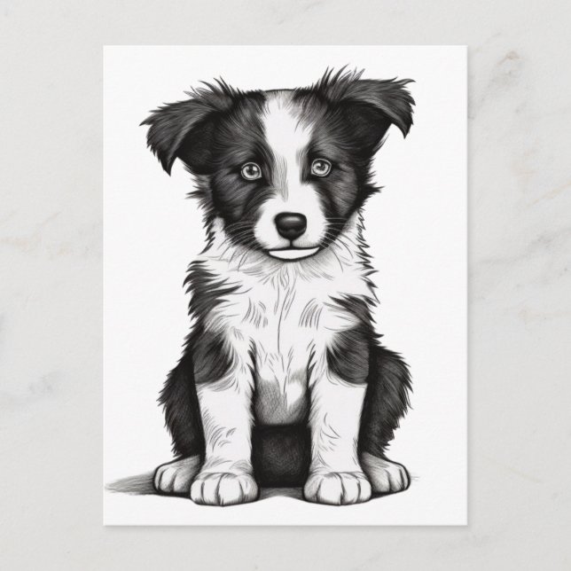 Border Collie Sheepdog Australian Shephard Puppy Postcard (Front)