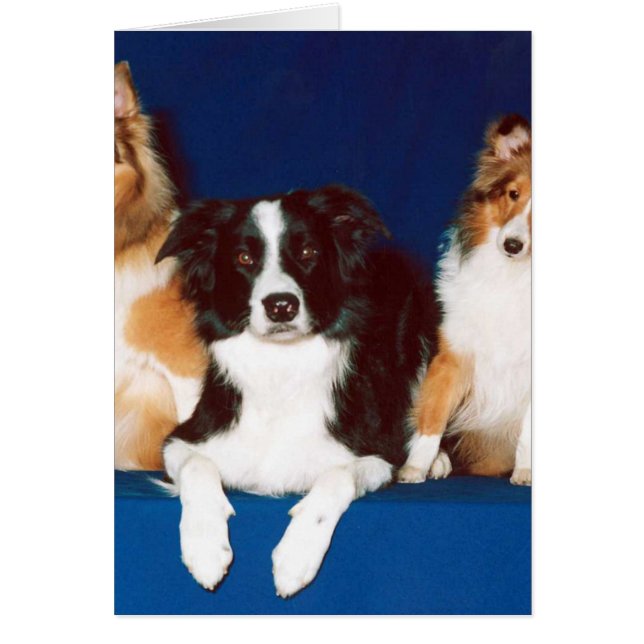 Border Collie & Shelties (Front)