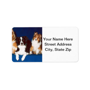 Border Collie & Shelties Label
