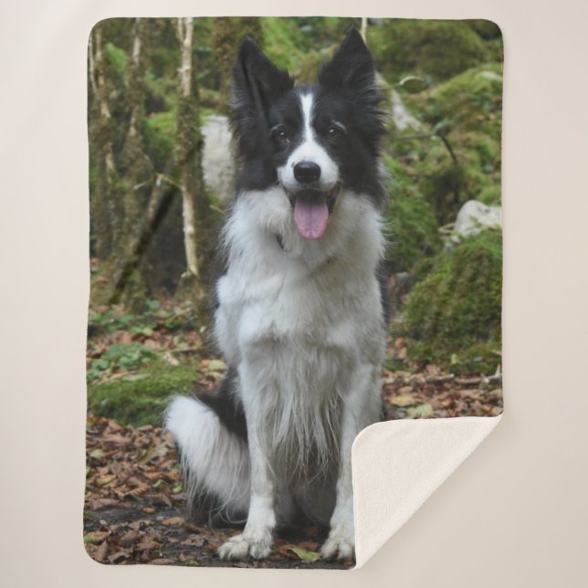 BORDER COLLIE SHERPA BLANKET (Front)