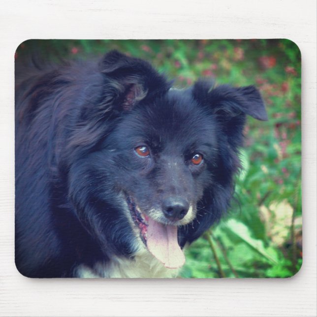 Border Collie Smiling  Mouse Pad (Front)