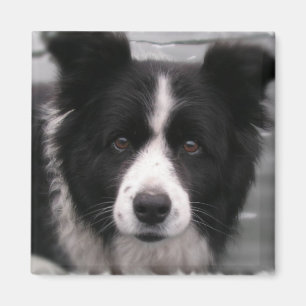 Border Collie Square Magnet