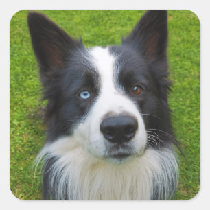 Border Collie Square Sticker