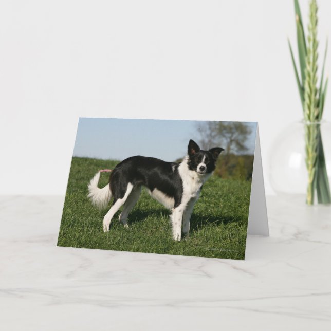 Border Collie Standing Card (Front)
