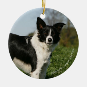 Border Collie Standing Ceramic Tree Decoration