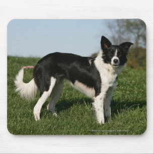 Border Collie Standing Mouse Pad