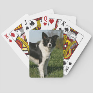 Border Collie Standing Playing Cards