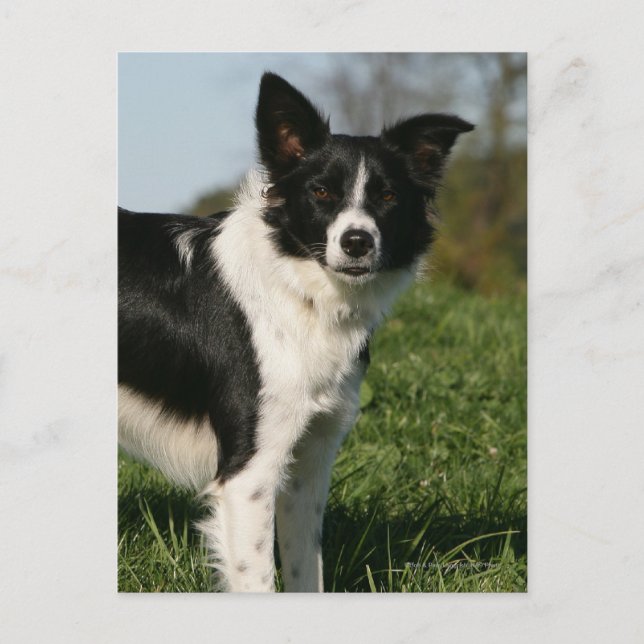 Border Collie Standing Postcard (Front)