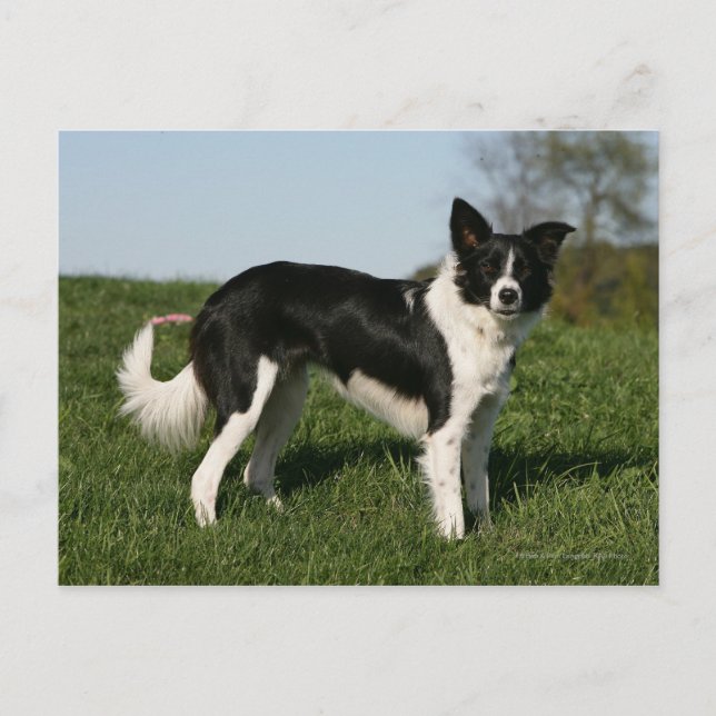 Border Collie Standing Postcard (Front)