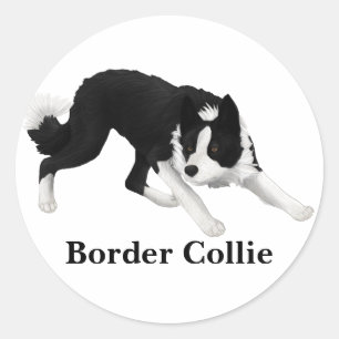 Border Collie Stare Classic Round Sticker
