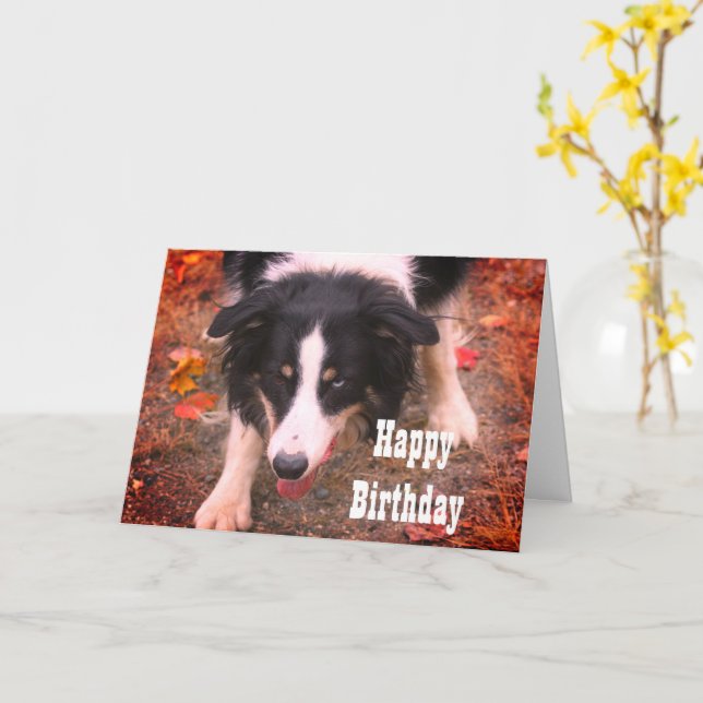 Border Collie Stare Dog Birthday Card (Yellow Flower)