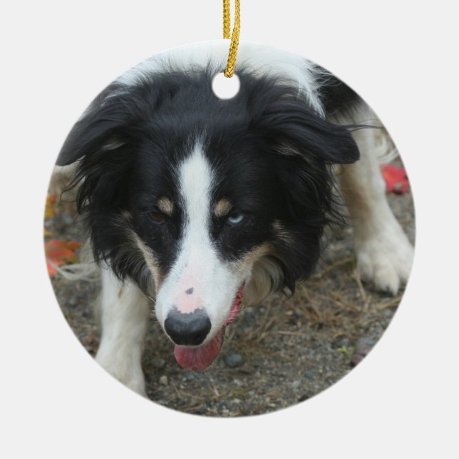 Border Collie Stare Dog Ceramic Ornament (Front)