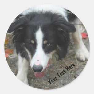 Border Collie Stare Dog Sticker
