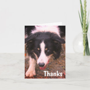Border Collie Stare Dog Thank You Card