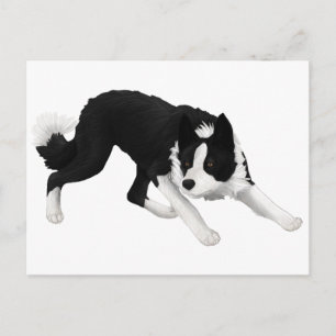 Border Collie Stare Postcard