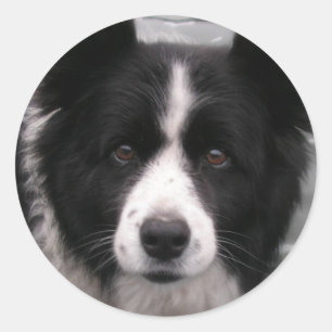 Border Collie Sticker