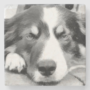 BORDER COLLIE STONE COASTER