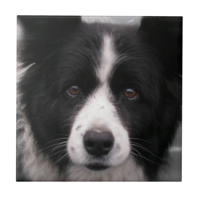Border Collie Tile (Front)