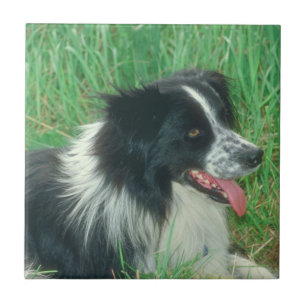 Border Collie Tile