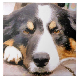 BORDER COLLIE TILE