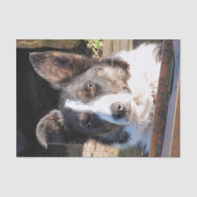 BORDER COLLIE TISSUE PAPER (Front)