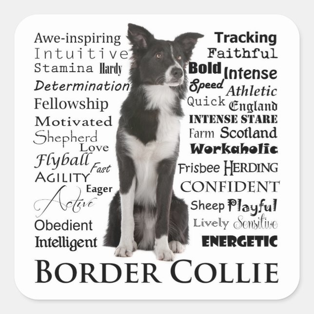 Border Collie Traits Stickers (Front)