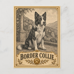 Border Collie, Vintage Heritage Dog Postcard