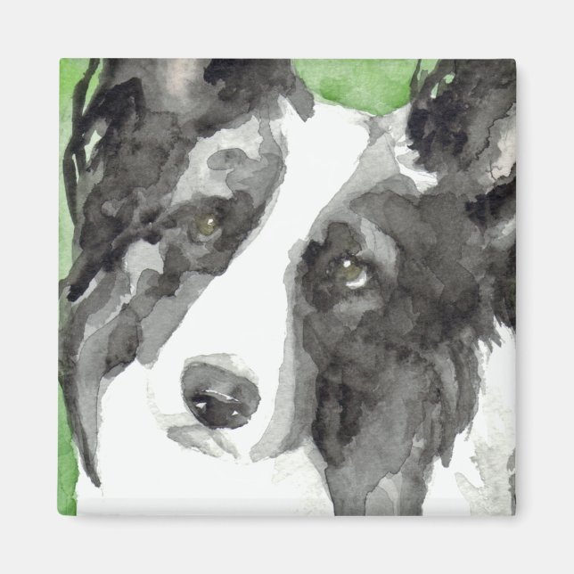 Border Collie Watercolor Magnet (Front)