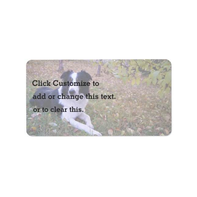 Border collie with autumn leaves label (Front)