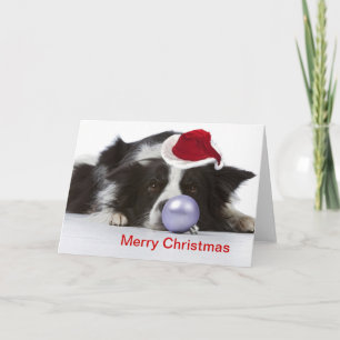 border collie with christmas hat holiday card