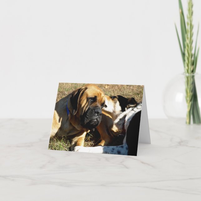 Border Collie With Nose in English Mastiff's Ear Card (Front)