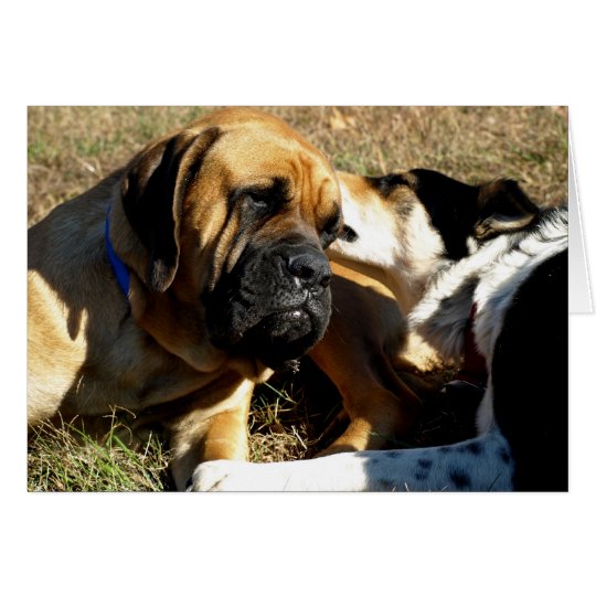 Border Collie With Nose in English Mastiff's Ear Card