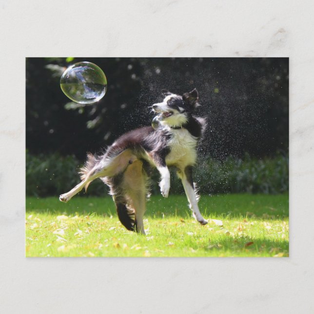 border collie with soap bubble postcard (Front)
