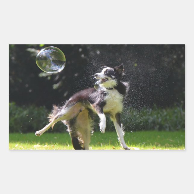border collie with soap bubble rectangular sticker (Front)