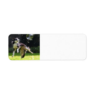 border collie with soap bubble return address label
