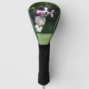 border collie with toy golf head cover