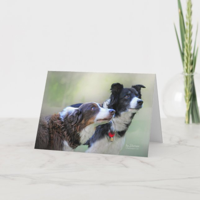 Border Collies Card (Front)