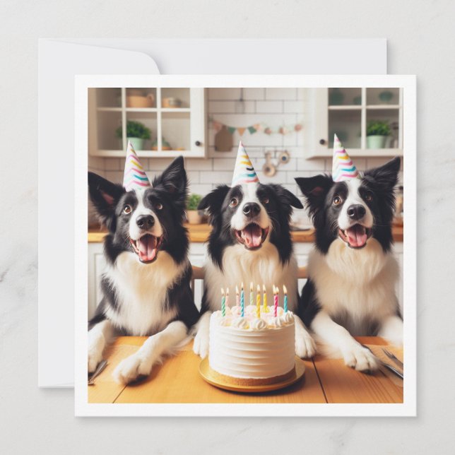 Border Collies, Dog birthday card, Dog  Invitation (Front)