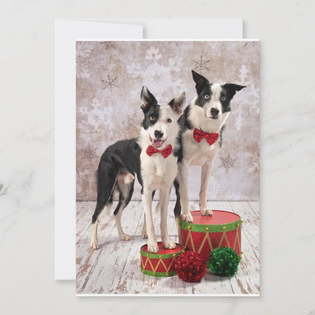 Border Collies Holiday Card (Front)
