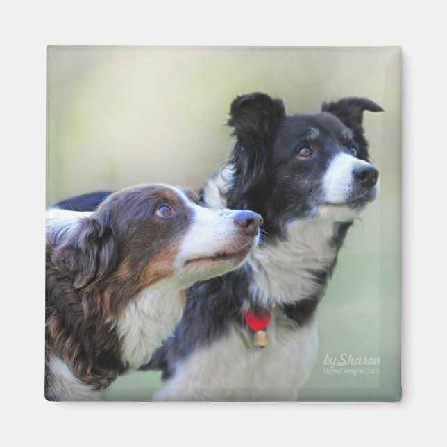 Border Collies Magnet (Front)